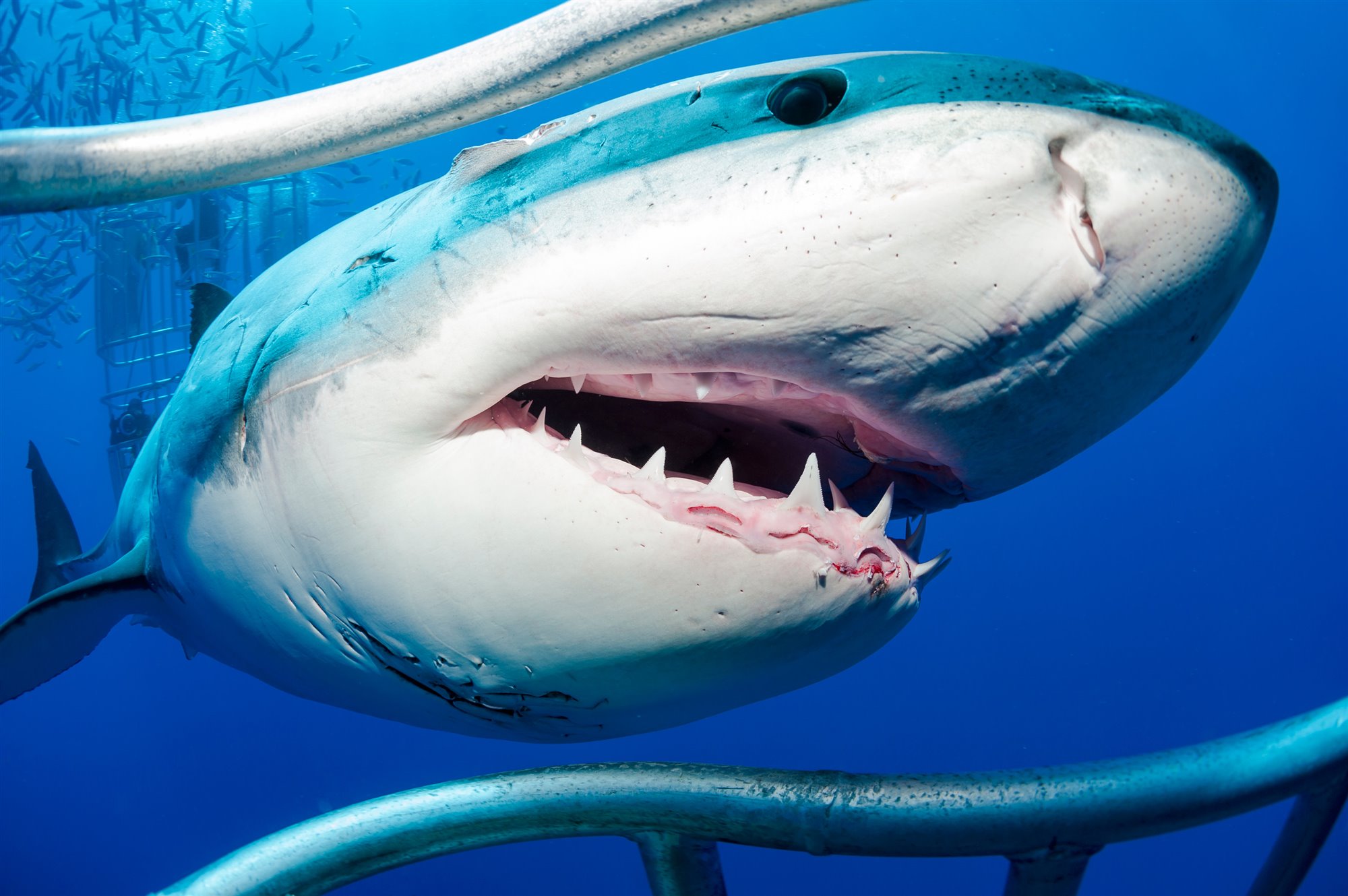 ¿Cuantos tiburones blancos quedan en el mundo?