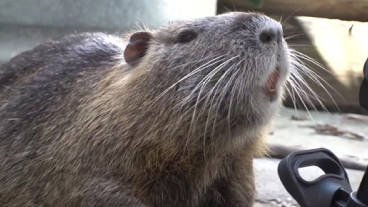 Pet Nutria Rat